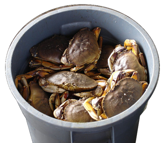 A bucket full of crabs