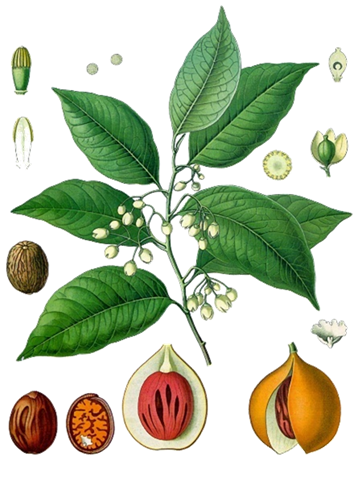 Nutmeg Plant