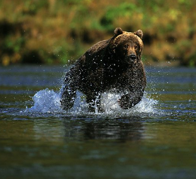 Running Bear