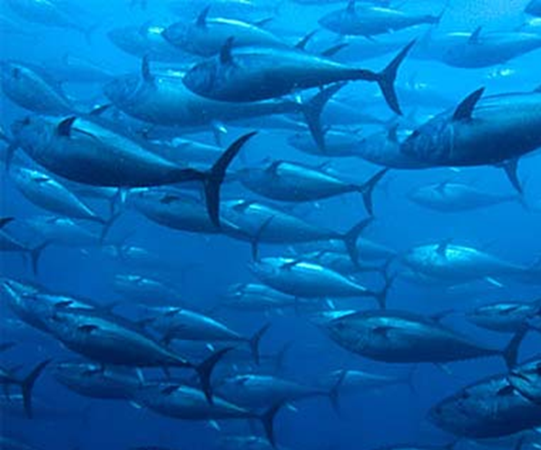 Farmed Bluefin Tuna